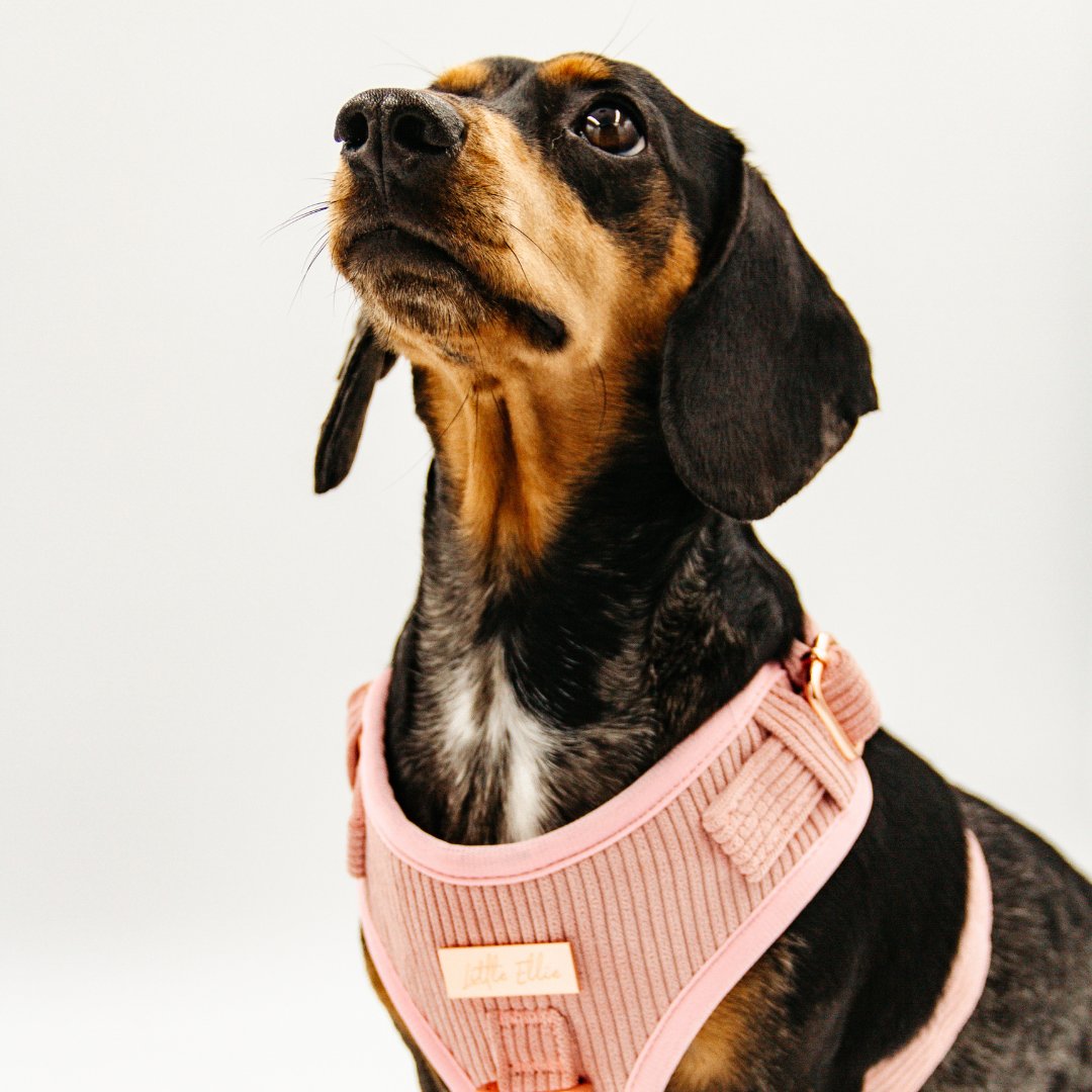 Elizabeth-handmade adjustable lace dog harness – small dog