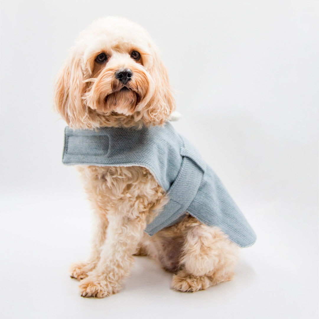 Luxury dog coats fashion